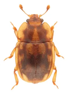 Epuraea peltoides thumbnail 4