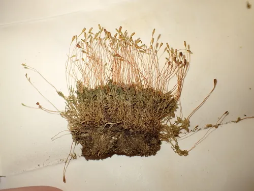 Tayloria tenuis