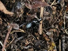 Platynus brunneomarginatus thumbnail 2
