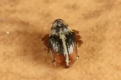 Ceutorhynchus semirufus thumbnail 2