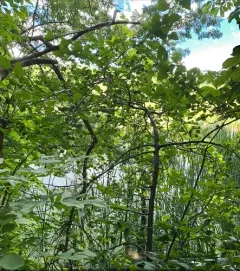 sweet crabapple thumbnail 3