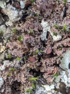 Rockmoss Rosette Lichen thumbnail 3