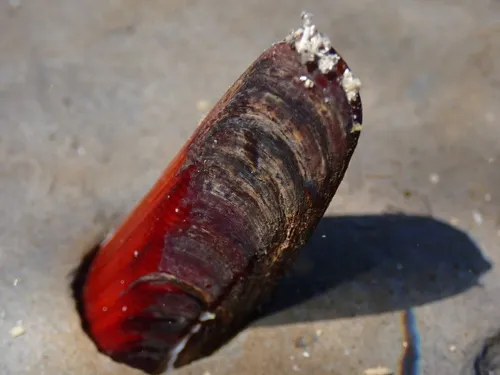 Curved Datemussel