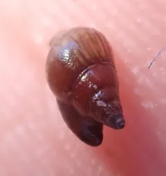 Carinate Dovesnail thumbnail 2