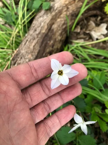 Spring starflower
