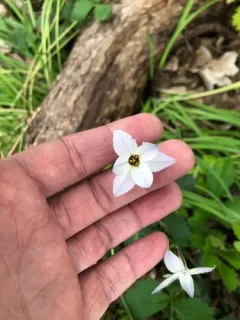 Spring starflower thumbnail 1
