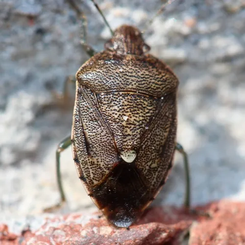 Muddy Stink Bug