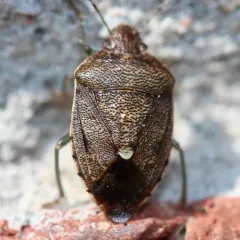 Muddy Stink Bug thumbnail 1