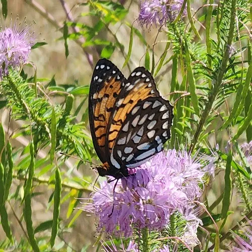 Regal Fritillary