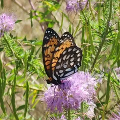 Regal Fritillary thumbnail 1