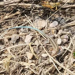 Six-lined Racerunner thumbnail 1