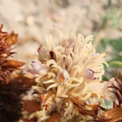 Louisiana broomrape thumbnail 2