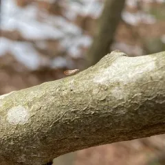Trioza obtusa thumbnail 3
