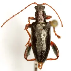 Poecilocera harrisii thumbnail 2