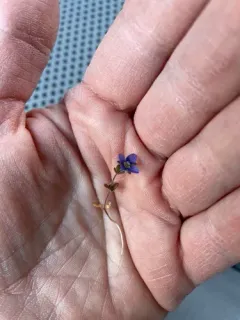Fingered Speedwell thumbnail 2