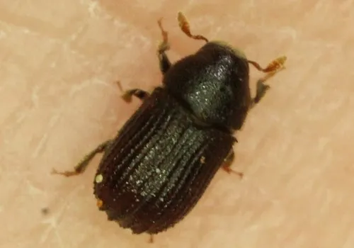 Phloeosinus punctatus