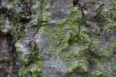 Printzen's Dotted Lichen thumbnail 2