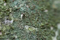 Long-spored Dotted Lichen thumbnail 4