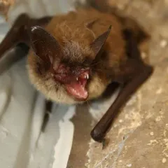 Northern Myotis thumbnail 3