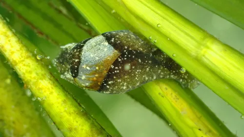 Green Bubble Snail