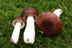 Russula integra thumbnail 1