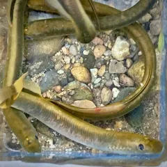 American Brook Lamprey thumbnail 4