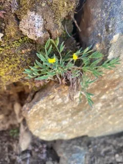 Greenman's Biscuitroot thumbnail 3