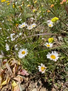 Large-flower Fleabane thumbnail 3