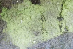 Rock Candy thumbnail 2