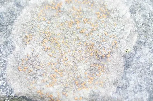 Rufoplaca oxfordensis