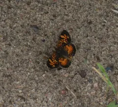Tawny Crescent thumbnail 1