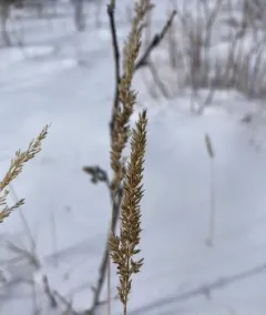 Slim-stem Small-reedgrass thumbnail 2