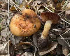 Pholiota foedata thumbnail 2