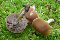 Psathyrella pseudovernalis thumbnail 2