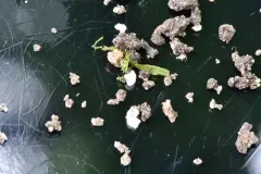 Rimbachia neckerae thumbnail 2