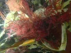 Odonthalia dentata thumbnail 4