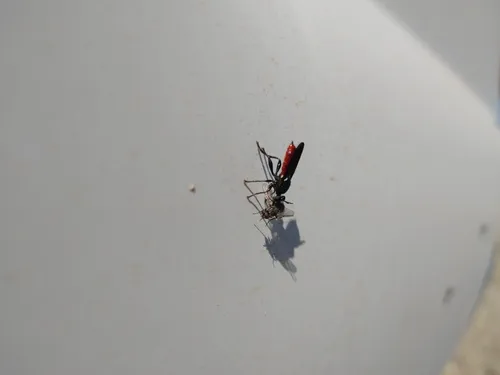 Lampria bicolor