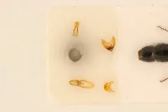 Rhopalum coarctatum thumbnail 1