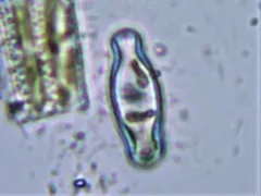 Hippodonta capitata thumbnail 1