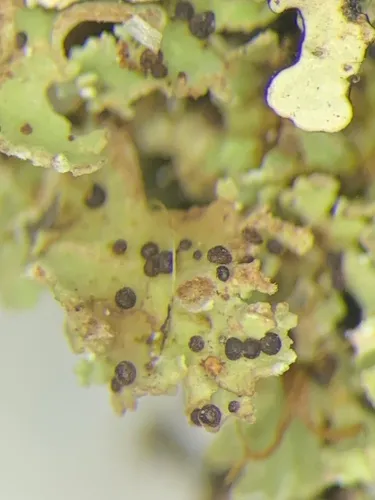 Epicladonia stenospora