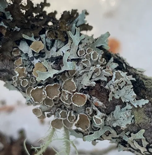 American Starburst Lichen