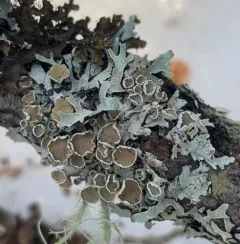 American Starburst Lichen thumbnail 1