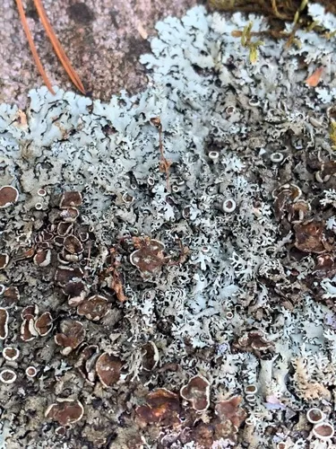 Narrow-lobed Rock-shield