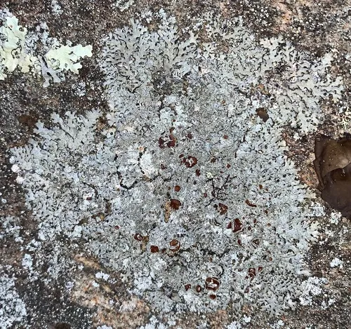 Rock Axil-bristle Lichen