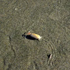 California Beach Flea thumbnail 4