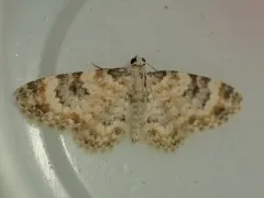 Eupithecia tenuata thumbnail 3