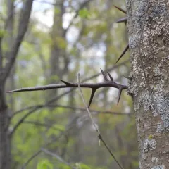 honey locust thumbnail 4