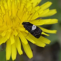 Epiblema walsinghami thumbnail 4