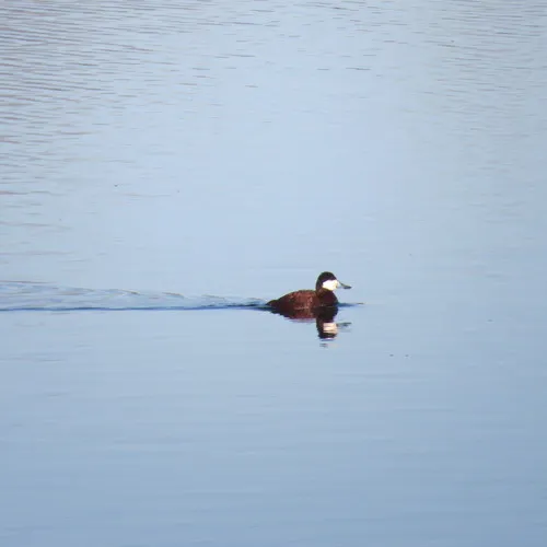 Ruddy Duck