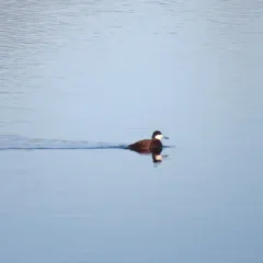 Ruddy Duck thumbnail 1